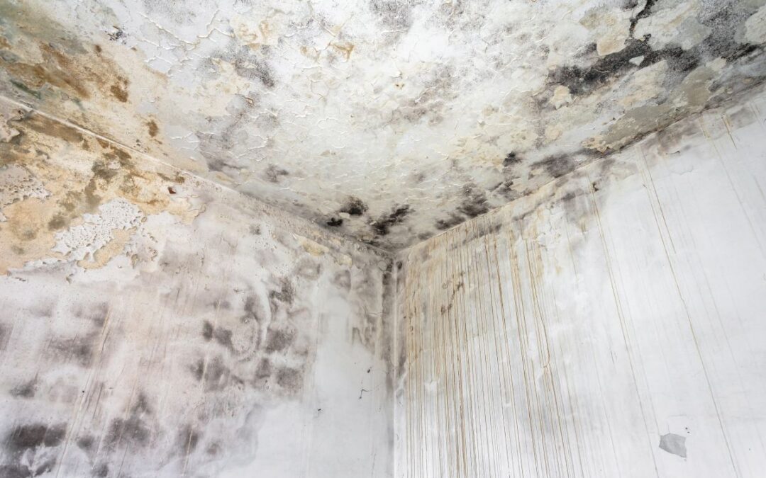 How to Protect Your Belongings from Mould After Water Damage in Calgary