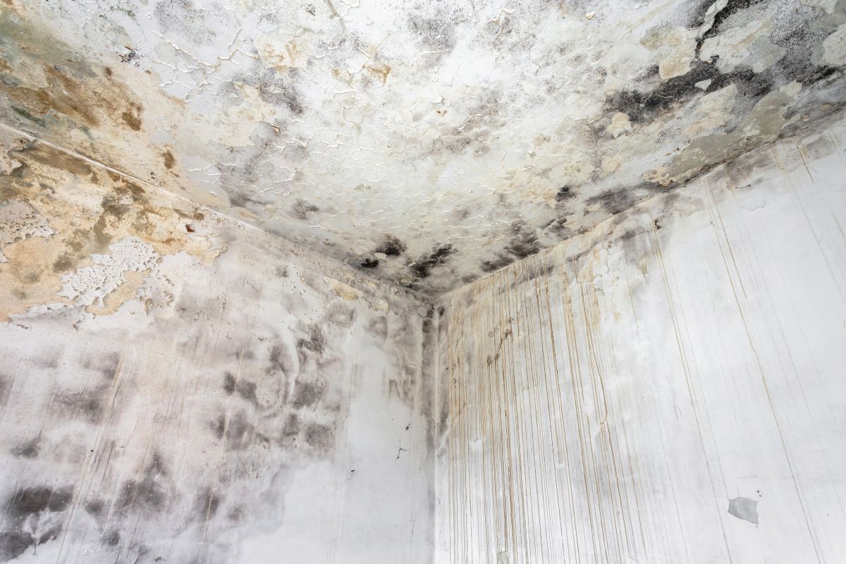 Protecting household belongings from mould after water damage in Calgary home
